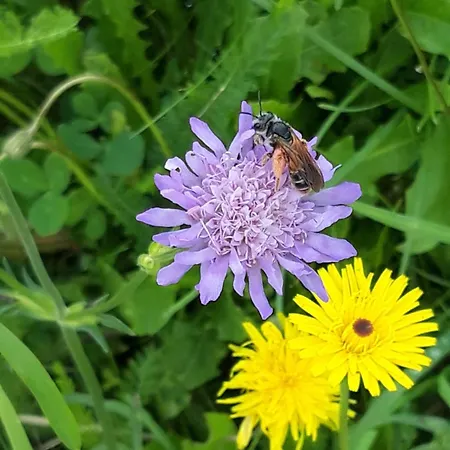 Bauernhof Lienharter