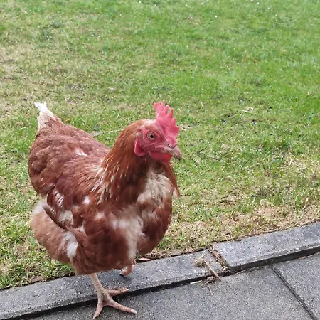 Κατάλυμα σε φάρμα Bauernhof Lienharter