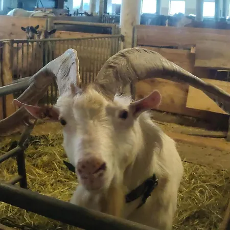 Bauernhof Lienharter Farm stay *