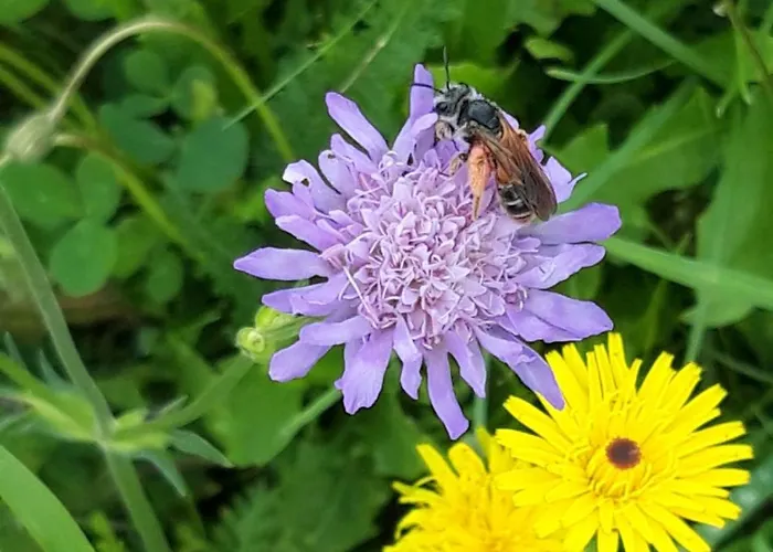 Bauernhof Lienharter