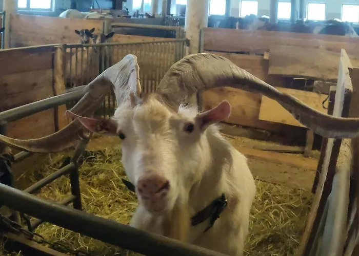 Bauernhof Lienharter Farm stay *